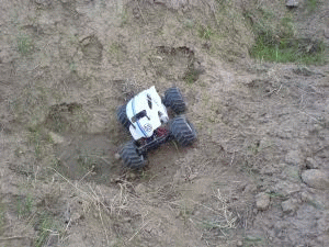 in der freien Wildbahn